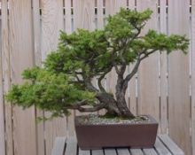 Ein Bonsai